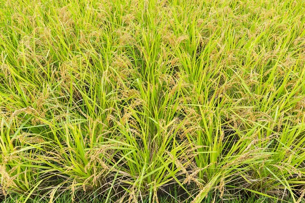 Campo de arroz con arroz verde —  Fotos de Stock