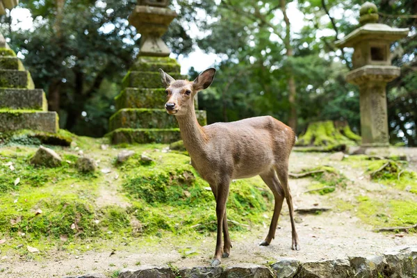 Vilda hjortar i japanska tempel — Stockfoto