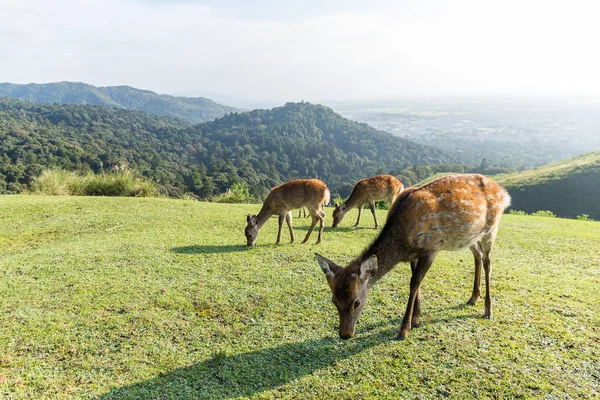 Grupo de ciervos comiendo hierba — Foto de Stock