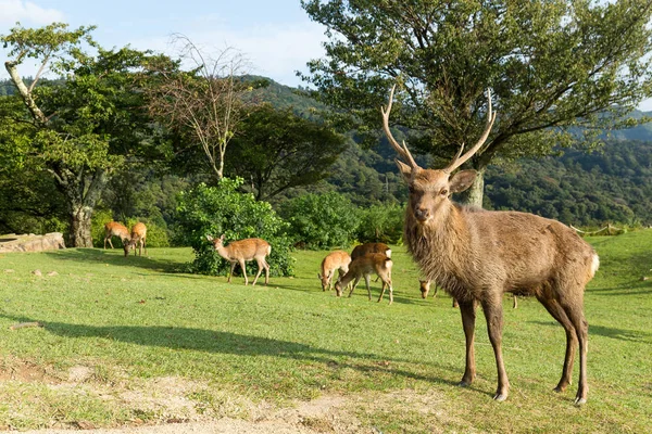 Group of wild deers grazing — Stock Photo, Image