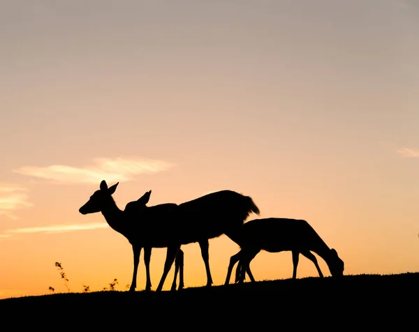 Grupo de Veados com céu bonito — Fotografia de Stock