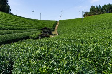 yeşil çay çiftlik 