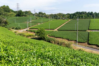 Taze yeşil çay çiftlik 