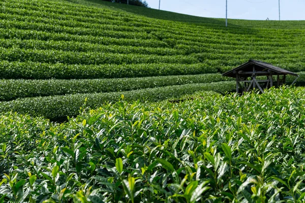 Herbata zielona zagroda — Zdjęcie stockowe