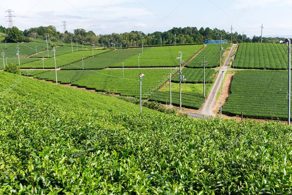 Green Tea farm