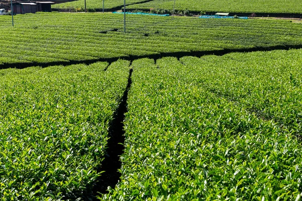 Campo de chá verde — Fotografia de Stock