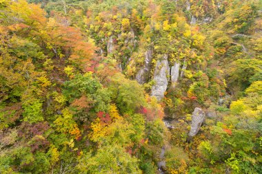 Sonbahar sezonu değil Gorge sonbahar yaprakları