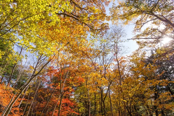 Sun light through fall maple foliage