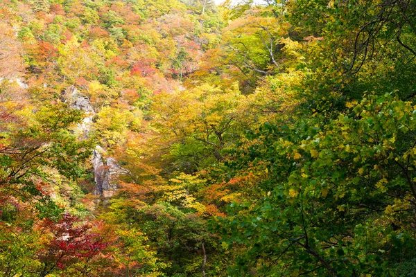 Gorge de Naruko au feuillage automnal coloré — Photo