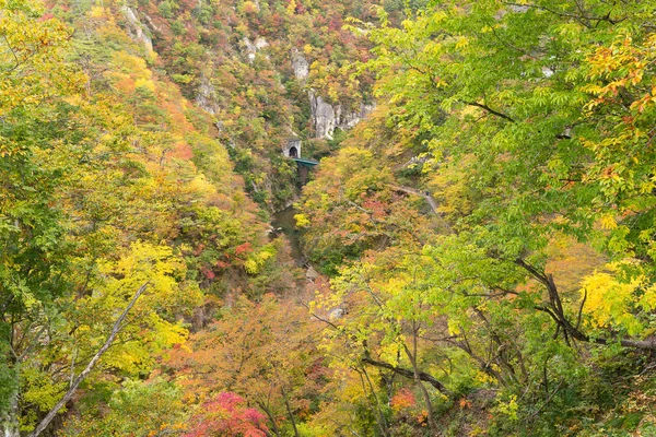 Φύλλα μετατρέποντάς χρώμα το φθινόπωρο στην Naruko φαράγγι — Φωτογραφία Αρχείου