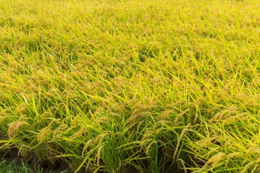 Paddy pirinç tarlası