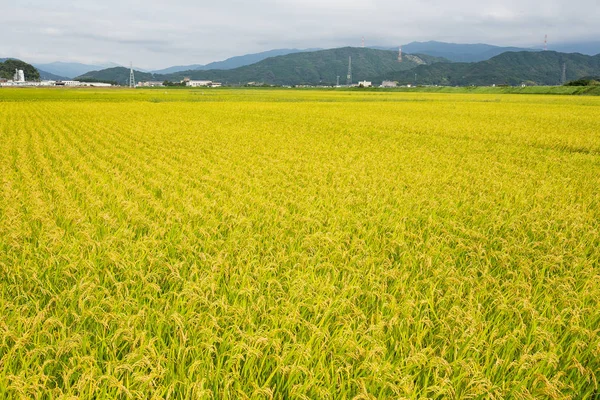 Grüne Reisfelder — Stockfoto