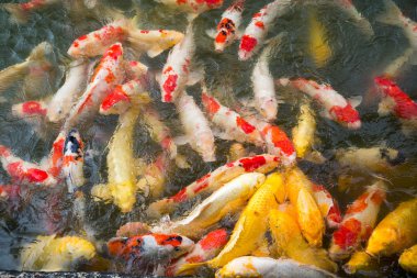 Koi balığı gölette yüzüyor. 