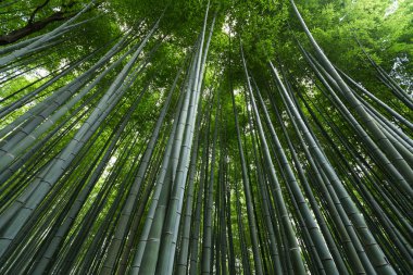 Japonya 'daki Bambu Ormanı