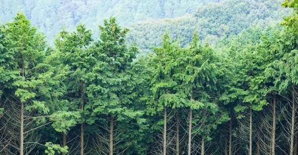 Árvores verdes em uma floresta — Fotografia de Stock