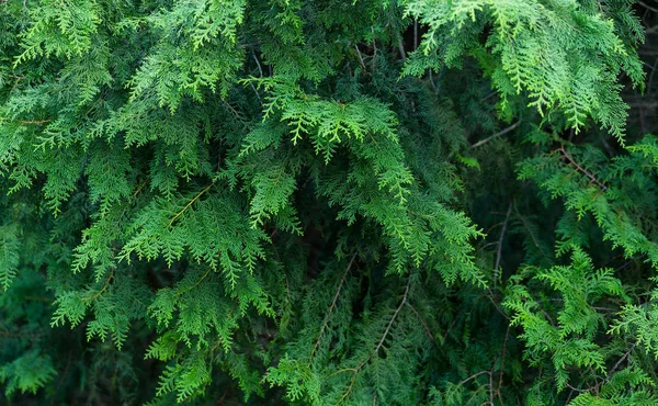 Green trees in forest — Stock Photo, Image