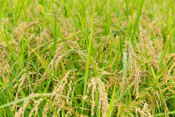 Granja de arroz con arroz — Foto de Stock