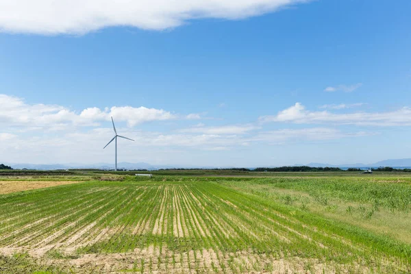 Windturbines en veld — Stockfoto