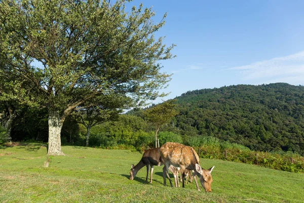 Ciervos comiendo hierba en la colina — Foto de Stock