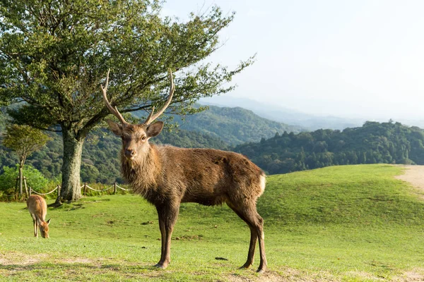 Cervos selvagens pastando na montanha — Fotografia de Stock