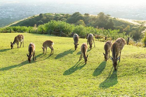Ciervos comiendo hierba en la montaña — Foto de Stock