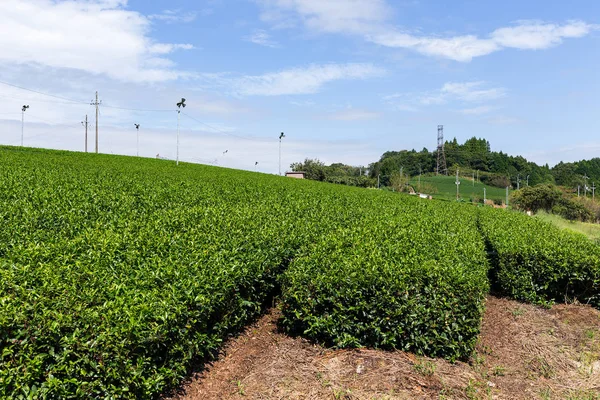 Teplantage på gård — Stockfoto