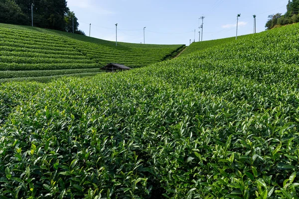 Campo de chá verde — Fotografia de Stock