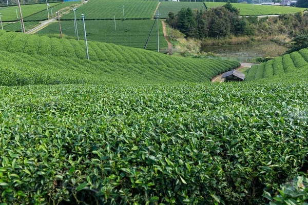 Зеленое чайное поле — стоковое фото