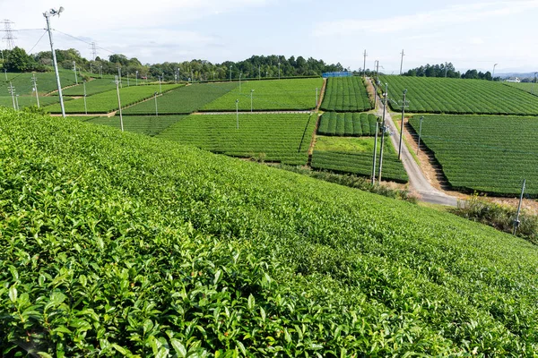 Zielona herbata plantation — Zdjęcie stockowe