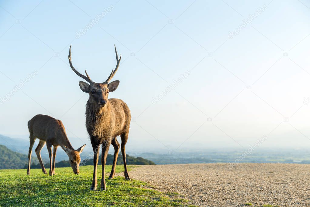 Deers eating grass on mountain