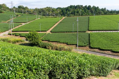 Taze yeşil çay alanı 