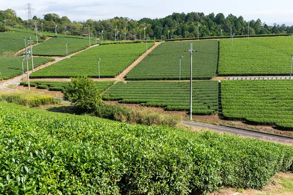 Taze yeşil çay alanı 