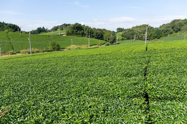 Плантация свежего зеленого чая — стоковое фото