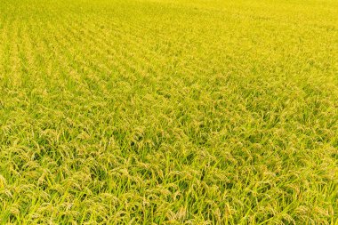 Yeşil çeltik pirinç alan 