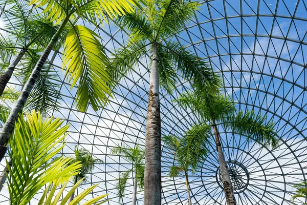 Greenhouse garden with palms in Japan — Stock Photo, Image