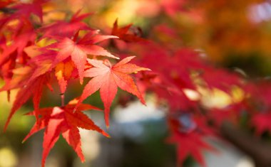 Japon kırmızı akçaağaç yaprakları