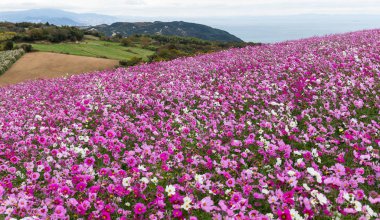 Pembe Cosmos çiçek alanı 