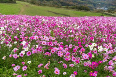 Pembe Cosmos çiçek alanı 