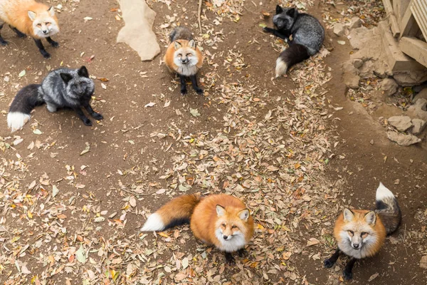 Groupe de renards à la recherche de nourriture — Photo