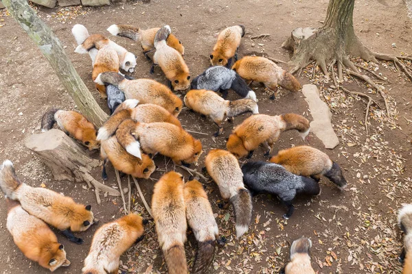 Группа лис, поедающих пищу — стоковое фото