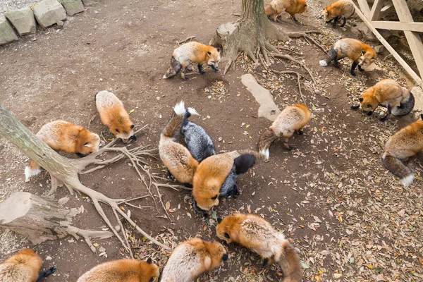 Zorros comiendo alimentos —  Fotos de Stock