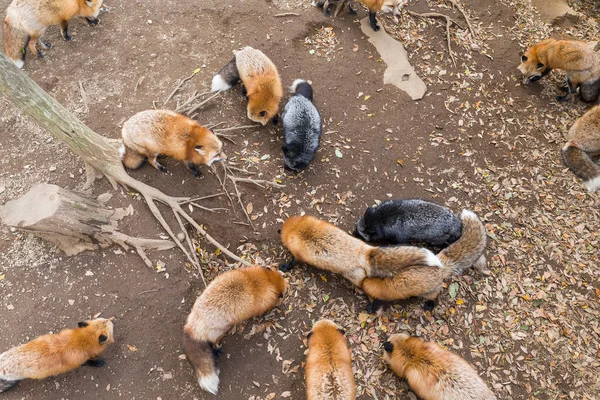 Gruppo di volpi che mangiano cibo insieme — Foto Stock