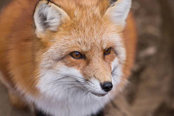 Adorable renard roux — Photo