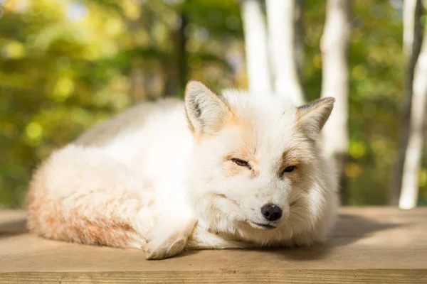 Durmiendo zorro blanco — Foto de Stock