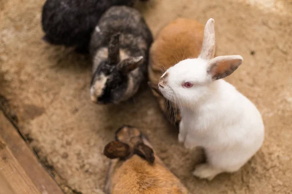 Králíci v kleci na farmě — Stock fotografie