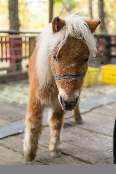 Härlig häst i gård — Stockfoto