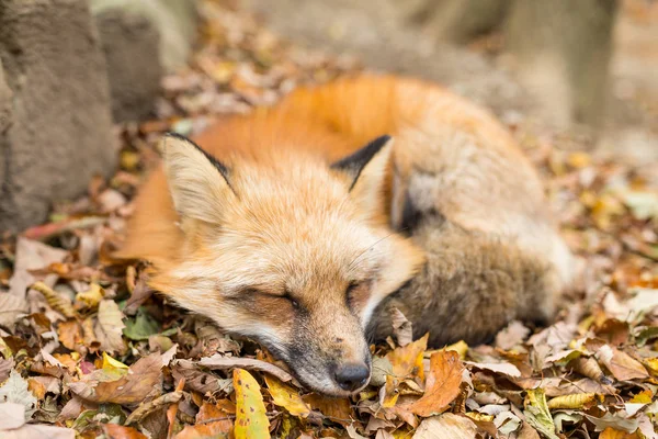 眠そうな赤い狐 — ストック写真