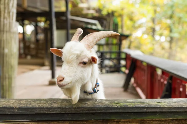 Schafe auf Weide auf Bauernhof — Stockfoto