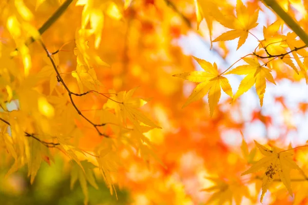 Autumn colored leaves — Stock Photo, Image