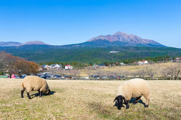 Schapenboerderij met mount Kirishima — Stockfoto